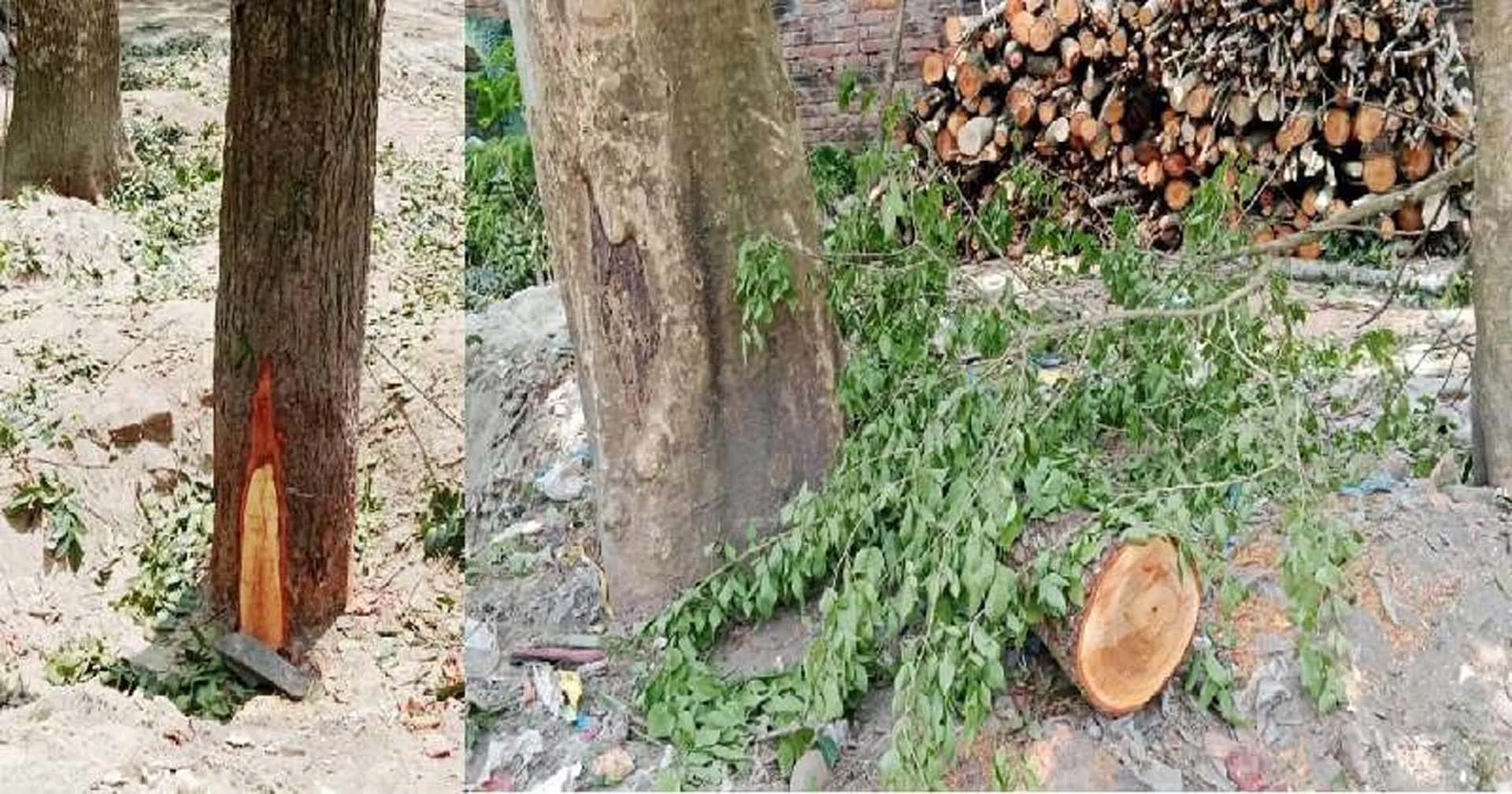 বরিশালে রাতের আঁধারে সরকারি গাছ কাটার সময় জব্দ